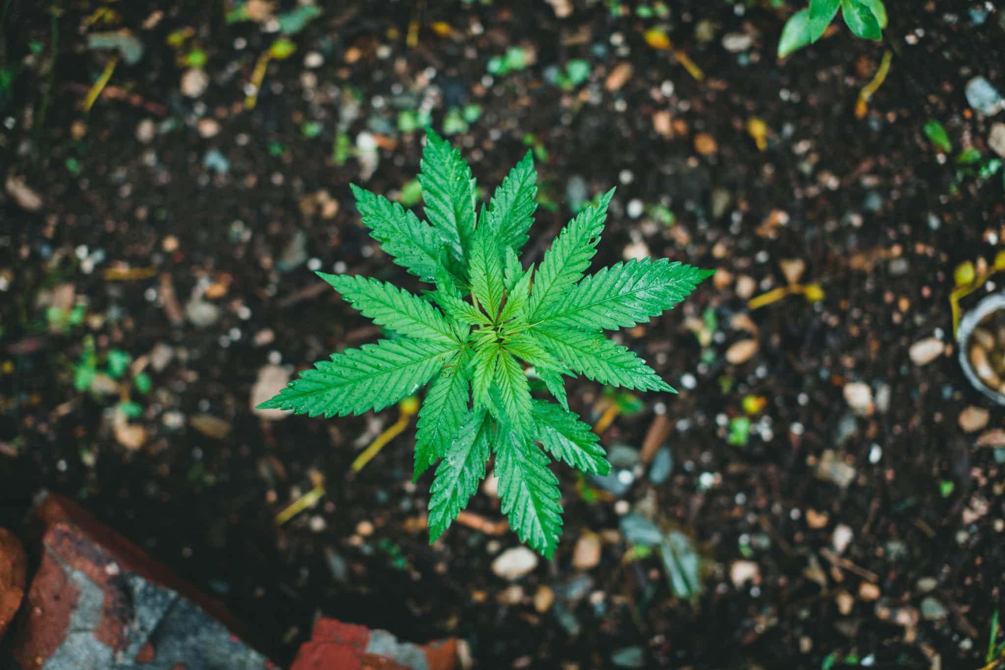Medical Cannabis Vaping in Georgia: Laws, Products, Eligibility & THC Limits