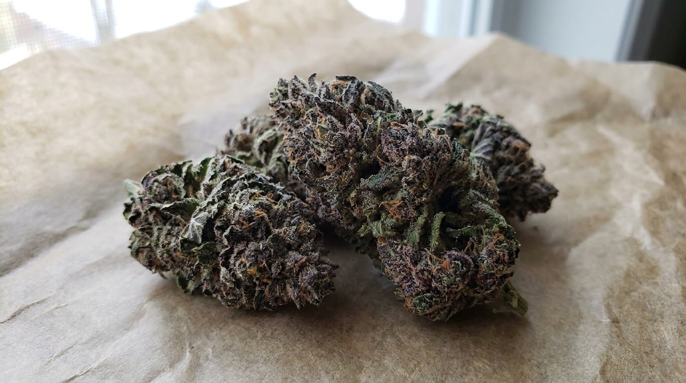 pure indica purple kush buds on parchment paper showing dark purple leaves with resin and texture