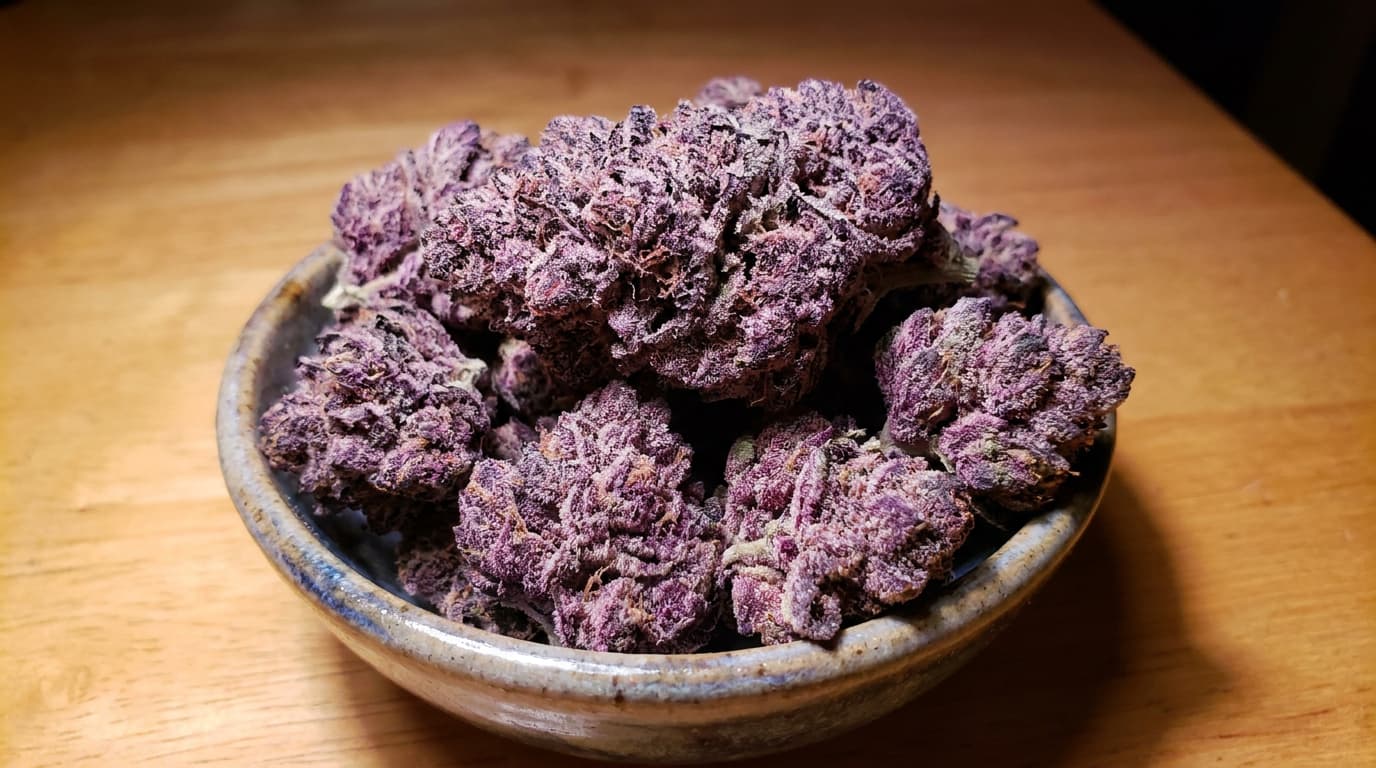 purple punch buds with candy like tones and frosty trichomes in ceramic bowl under warm light
