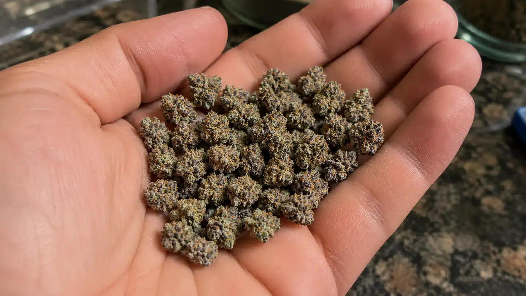 tiny frosty cannabis buds with orange pistils and violet hints resting in an open hand on a blurred countertop