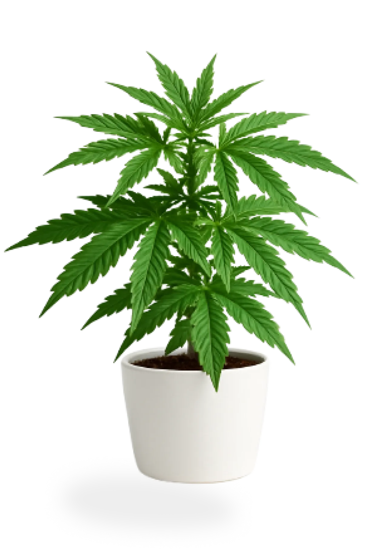 plant-img