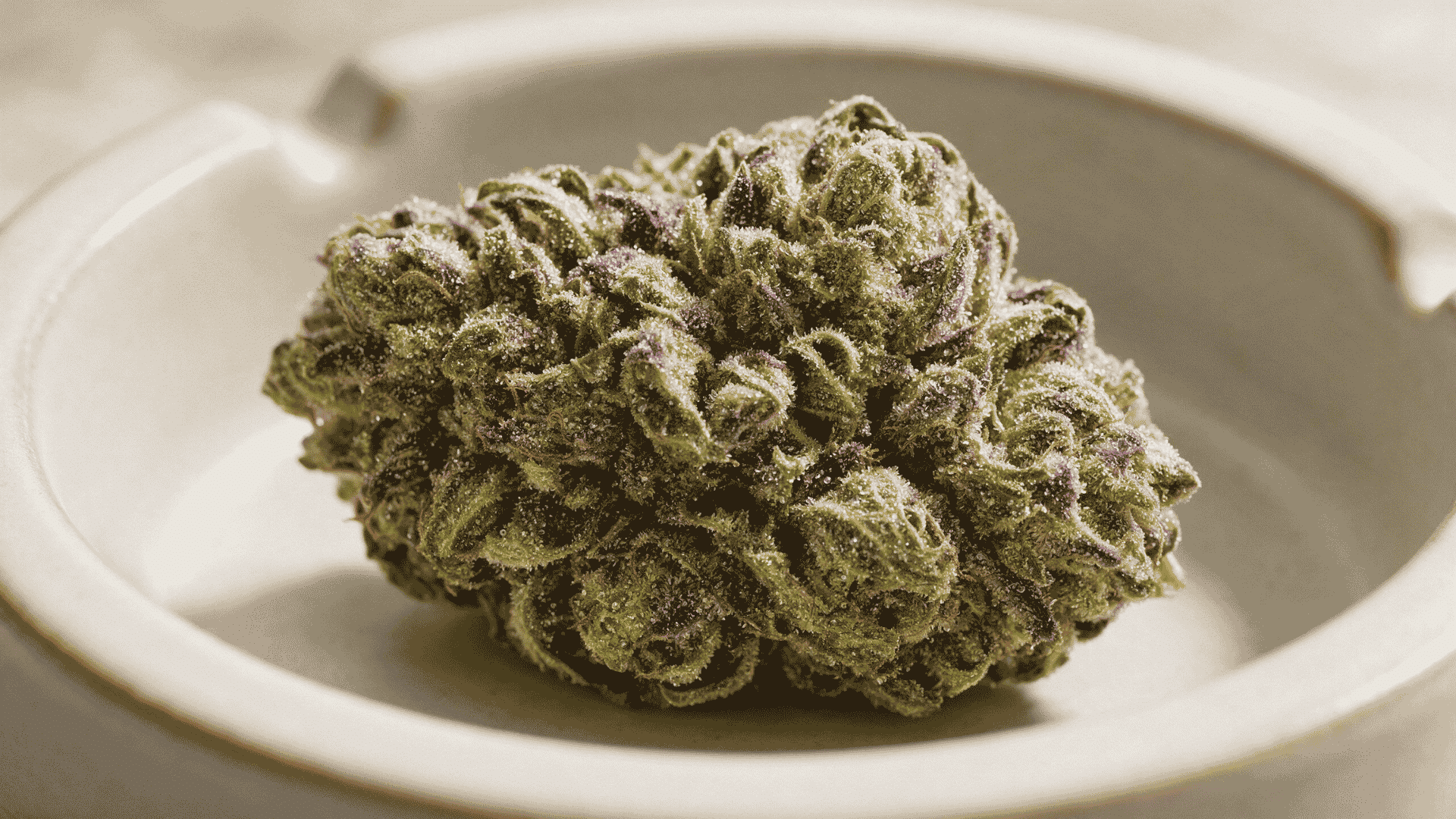 close up apples and bananas strain bud with green calyxes purple patches orange pistils and crystal trichomes