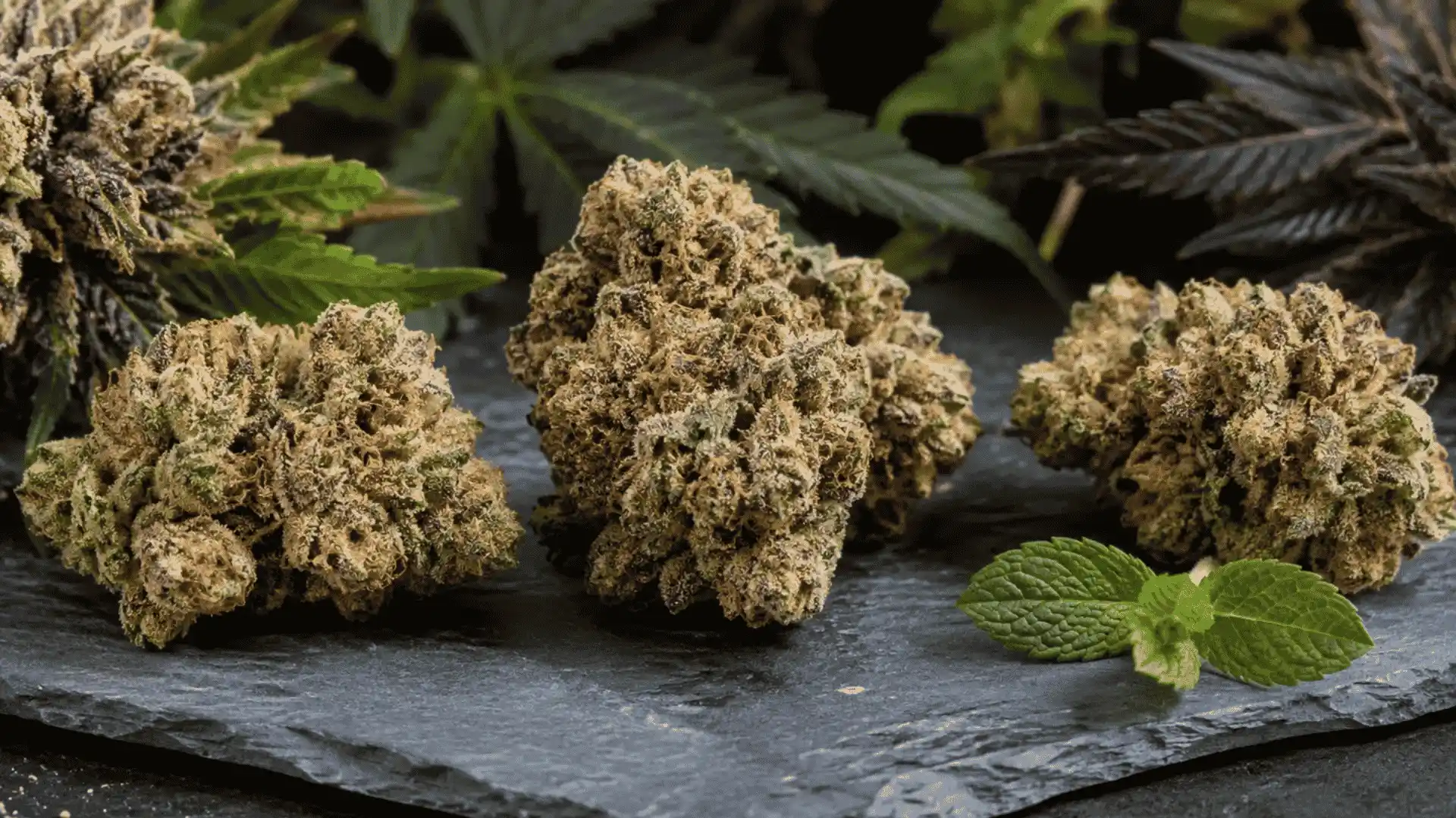 animal mints simple family tree showing how gsc fire diesel and blue power combine into the final strain