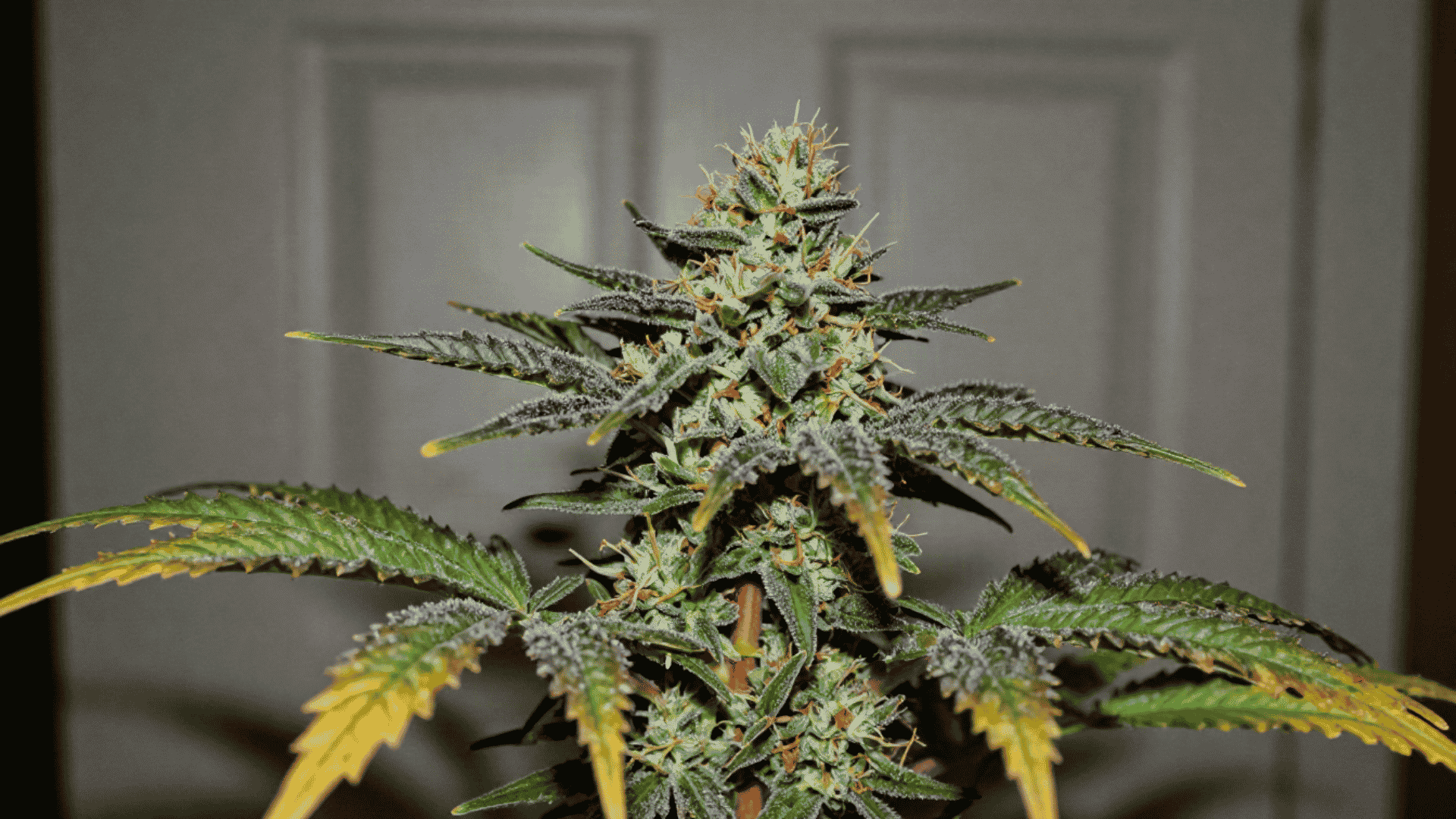 mature blockberry cannabis plant with dense green buds orange hairs and broad leaves growing indoors