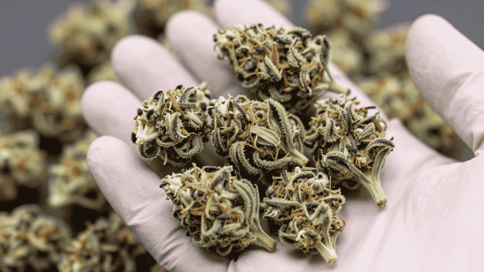 gloved hand holding several dried blockberry cannabis buds with more flower softly blurred in the background