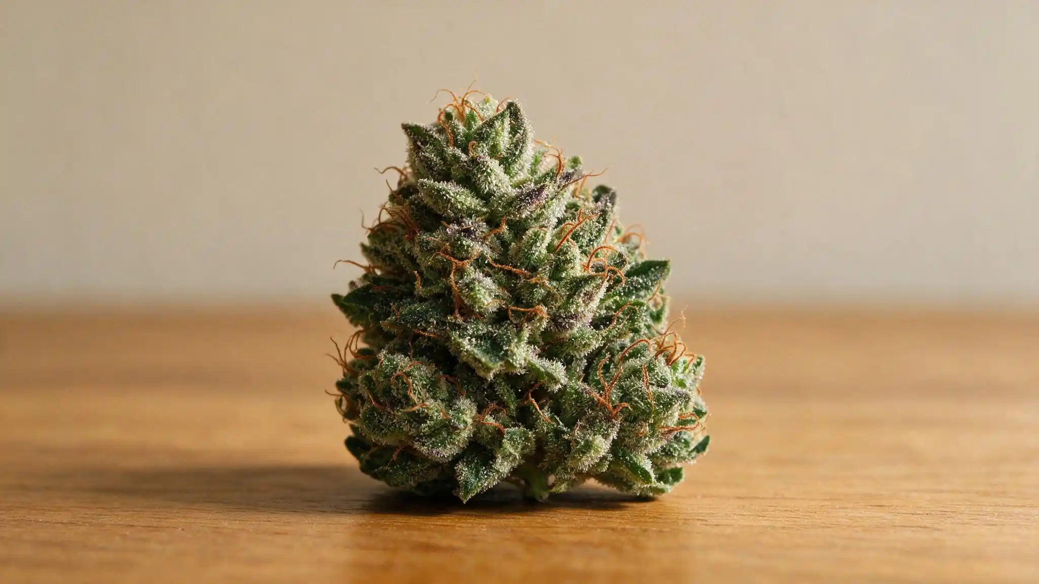 macro photo of a single bubba kush bud with compact structure trichomes and orange hairs