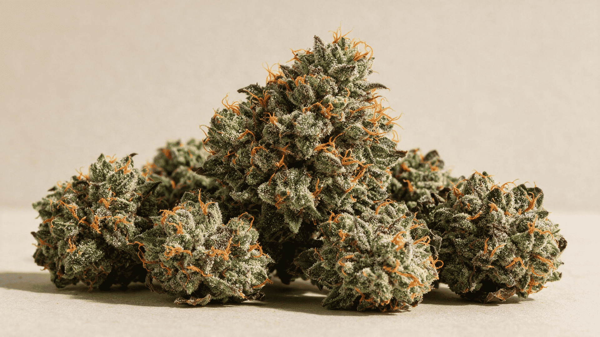 close up of bubba kush buds with frosty trichomes dark green color and orange pistils on a neutral surface