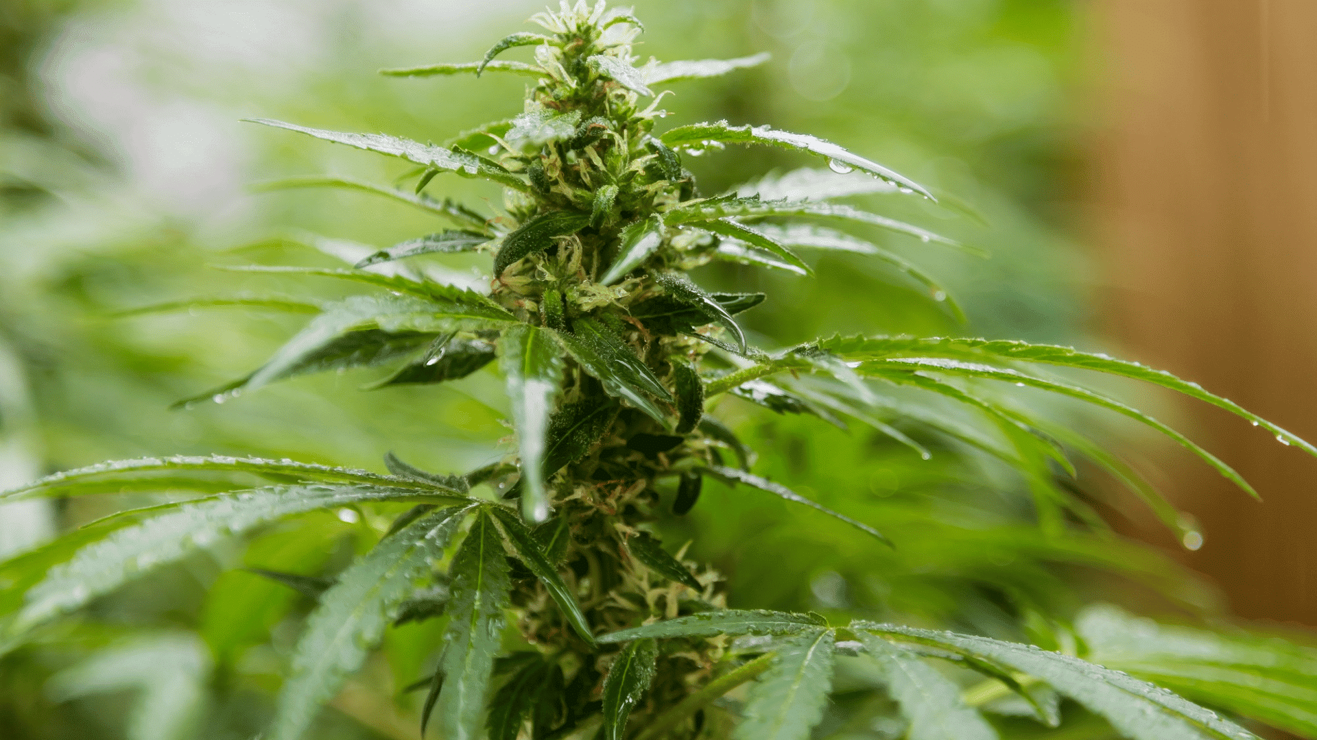 flowering cannabis plant with wet green leaves against a soft natural background