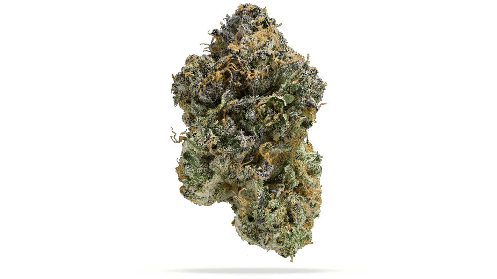 og kush bud of permanent marker strain in a white background