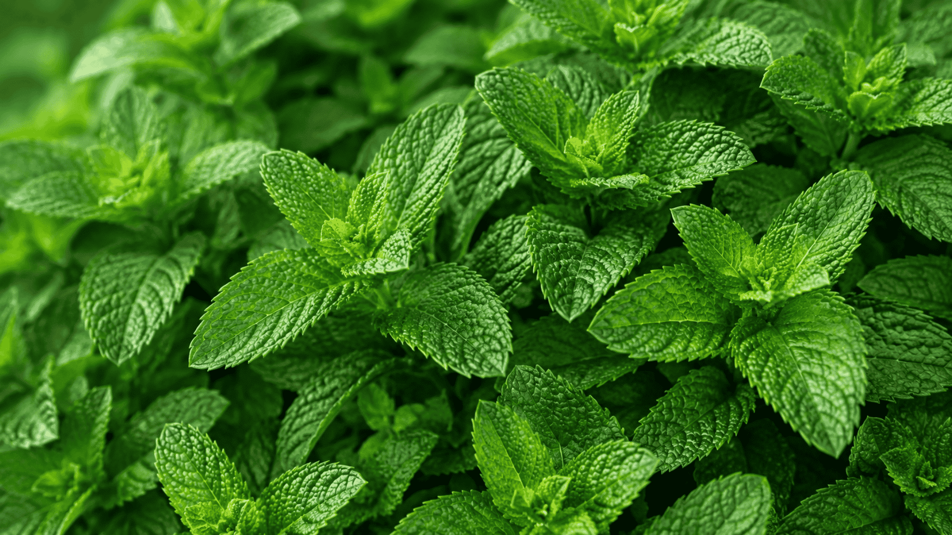 fresh mint leaves as a natural source of ocimene