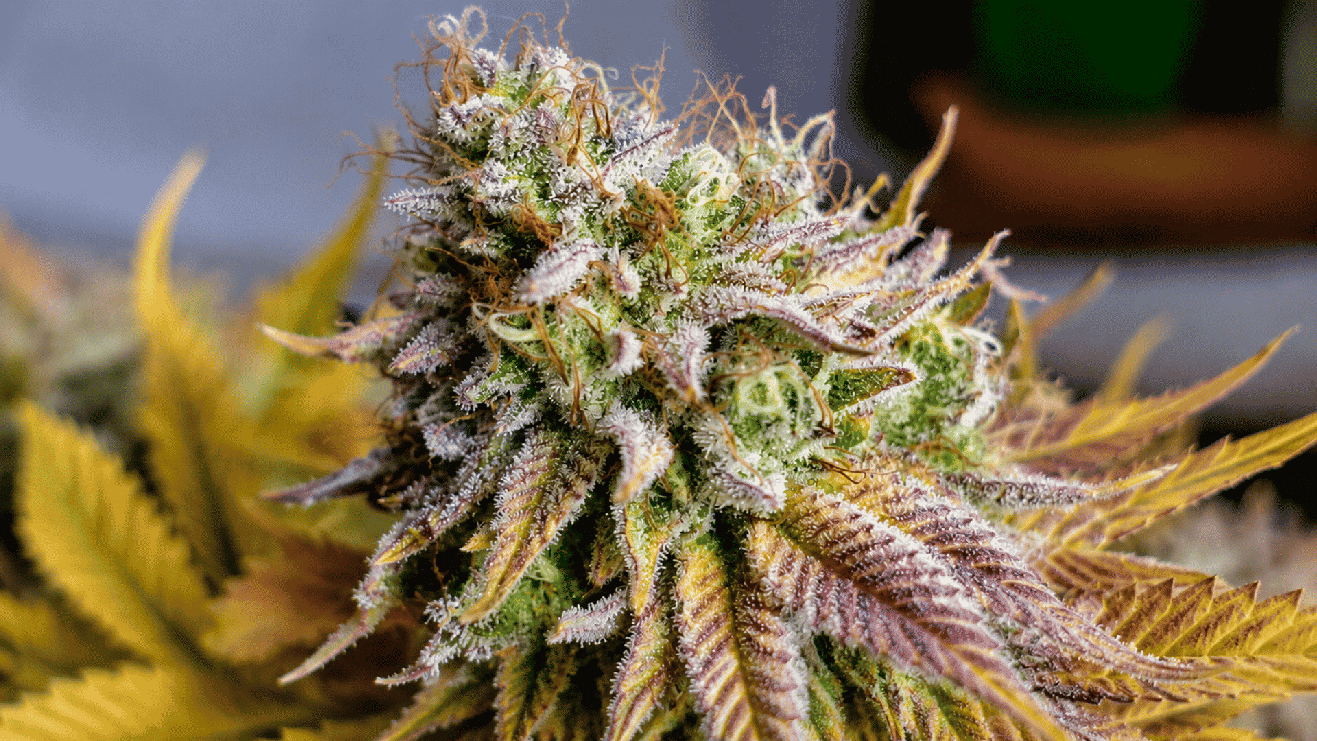 frosty hella jelly cannabis flower with purple leaves orange pistils and dense trichomes