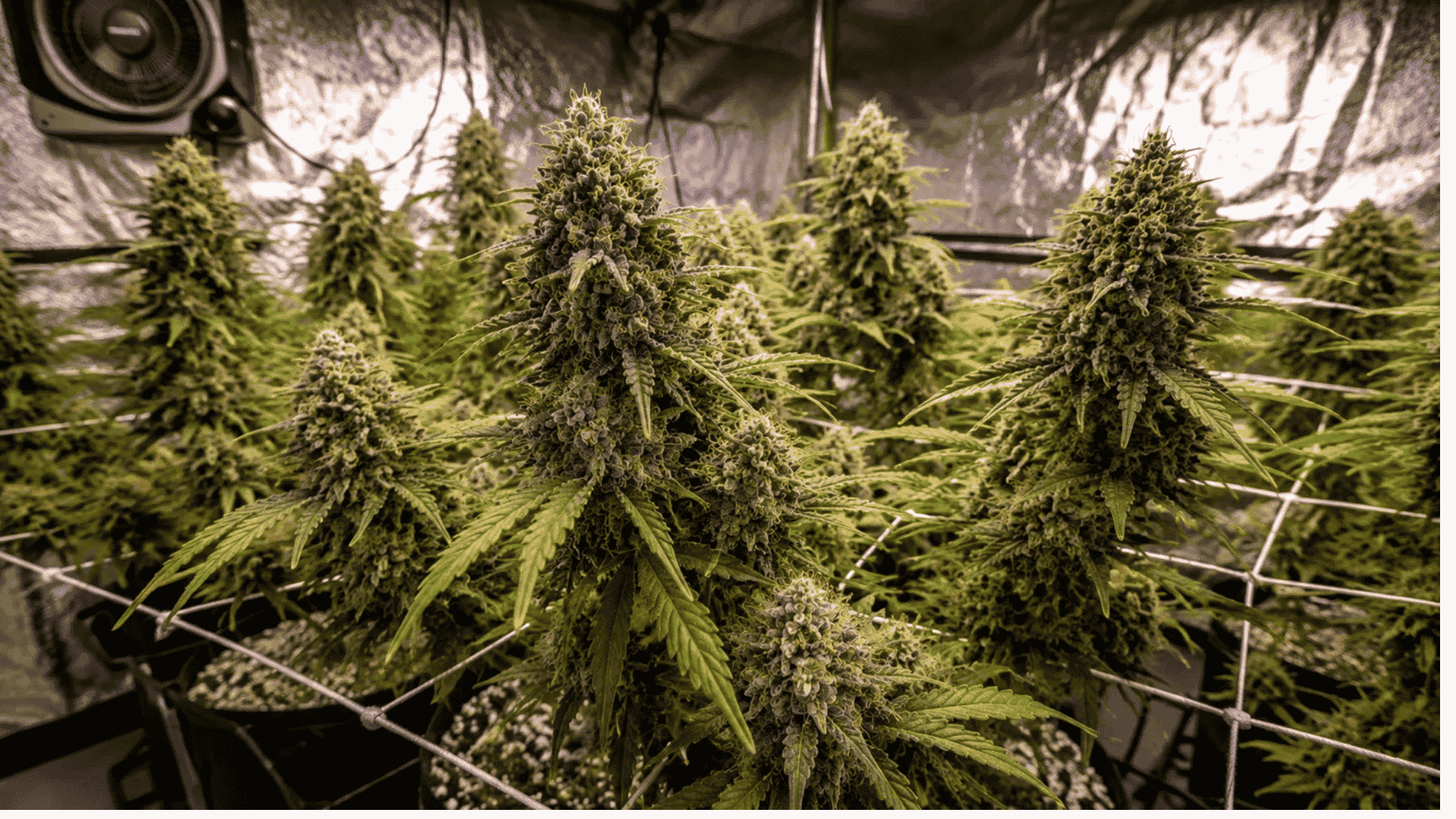 is strawnana strain easy to grow key tips on flowering time yield and ideal growing conditions