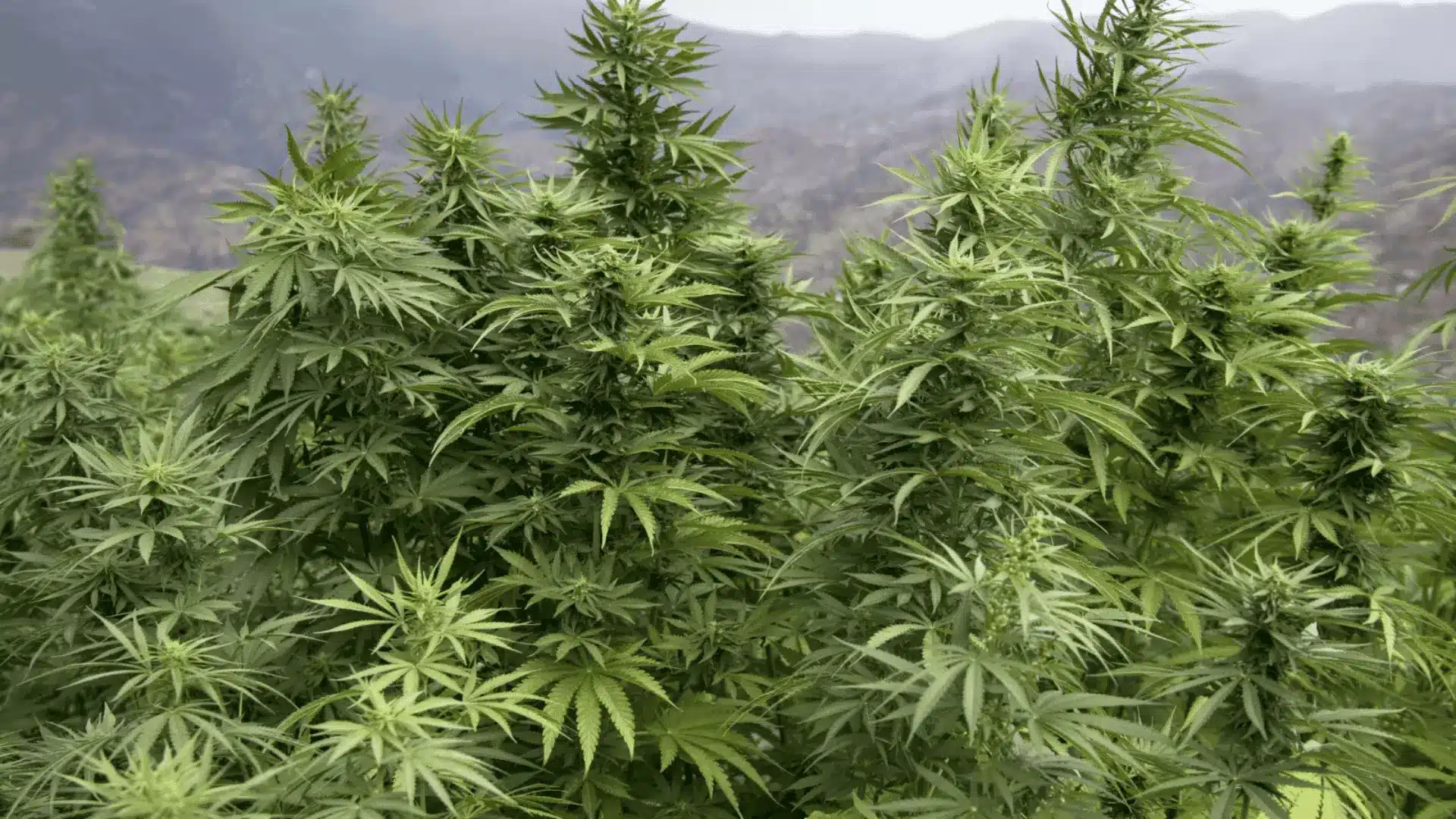 cannabis plants growing across a dry mountain valley with terraced farming plots