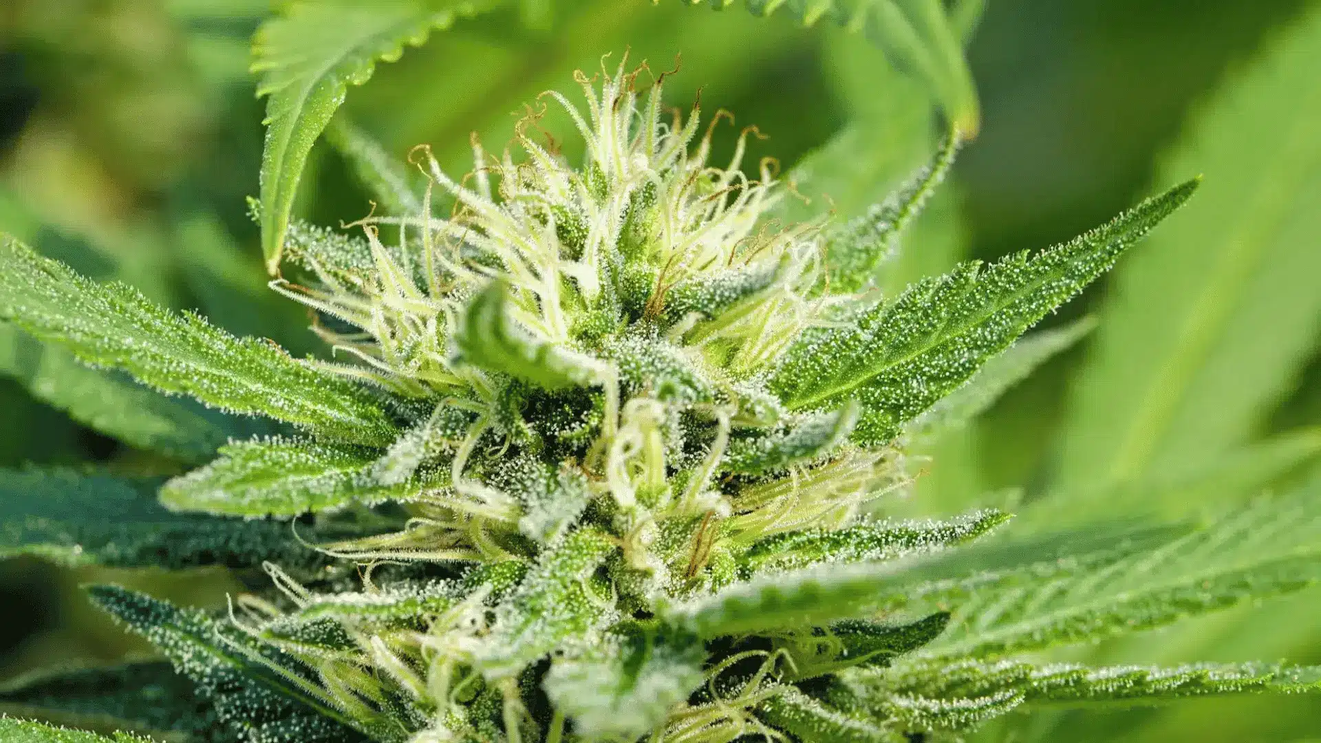 regional cannabis plants compared with selected hybrid plants in a simple graphic
