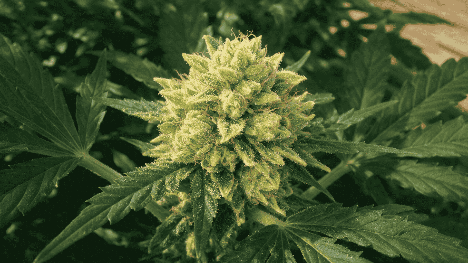 solomatic cbd cannabis buds with dense trichomes and green flower structure