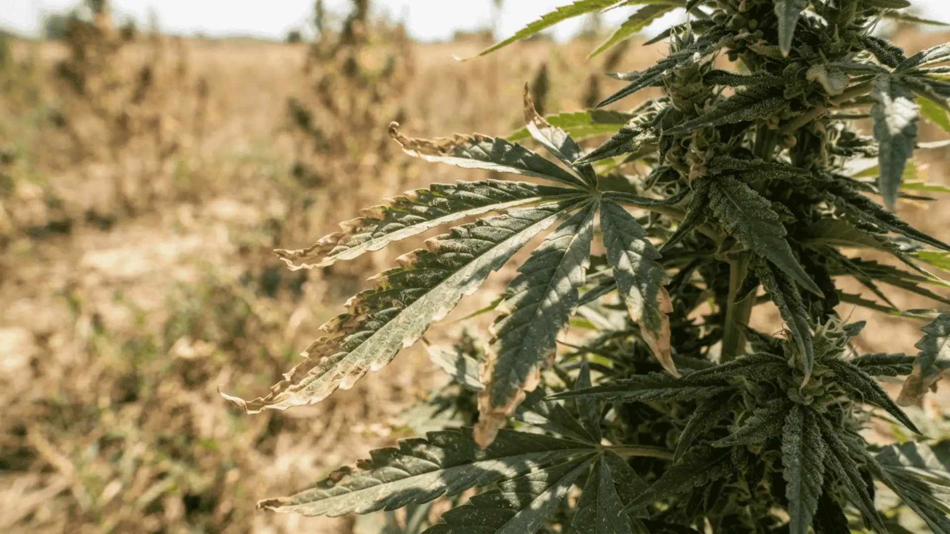 close up photo of hemp plant leaves representing the natural source of delta eight thc extract