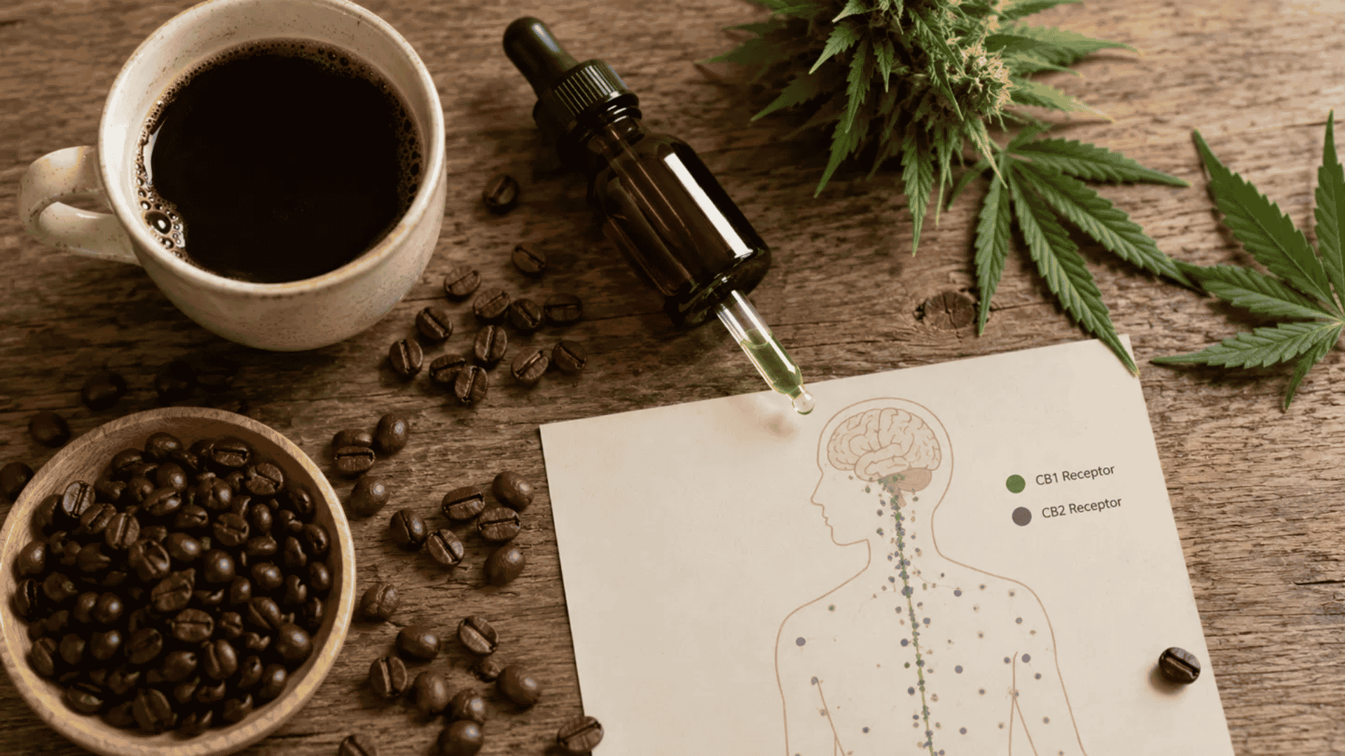 how cbd and coffee interact in the body through separate pathways involving cb1 and cb2 receptors